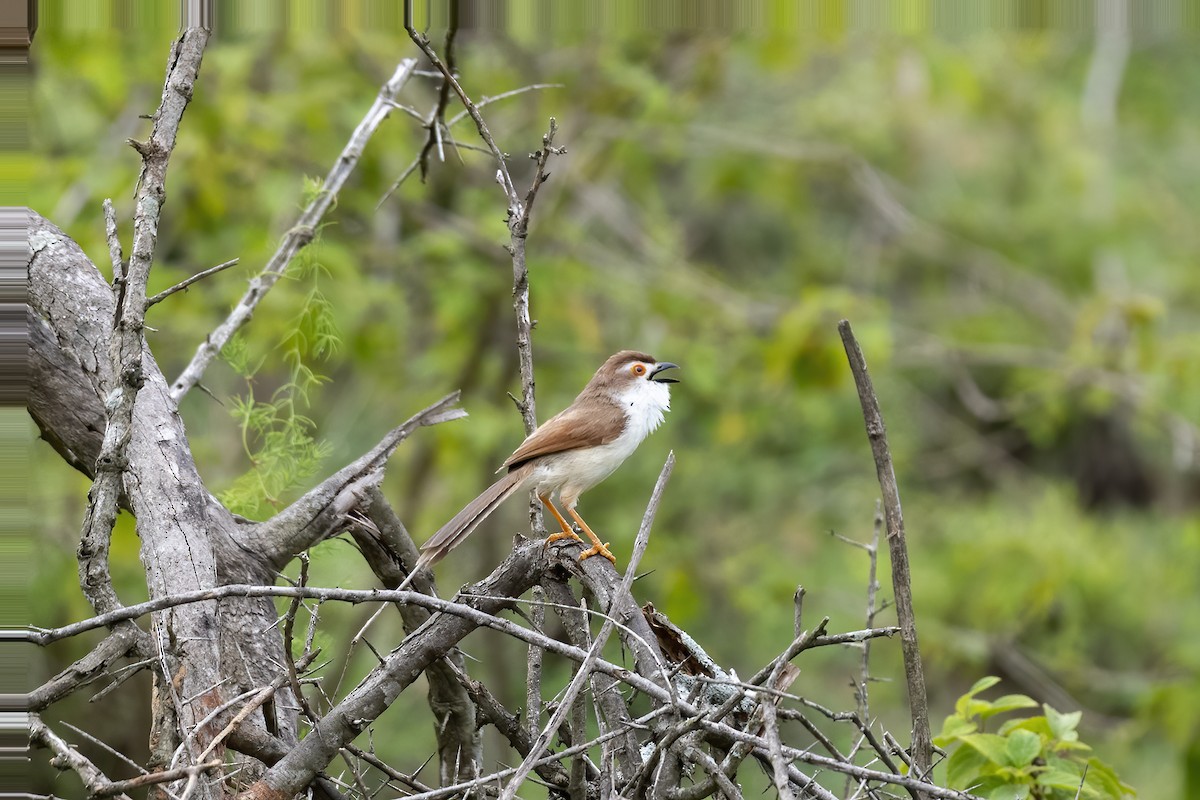 Yellow-eyed Babbler - Debankur  Biswas