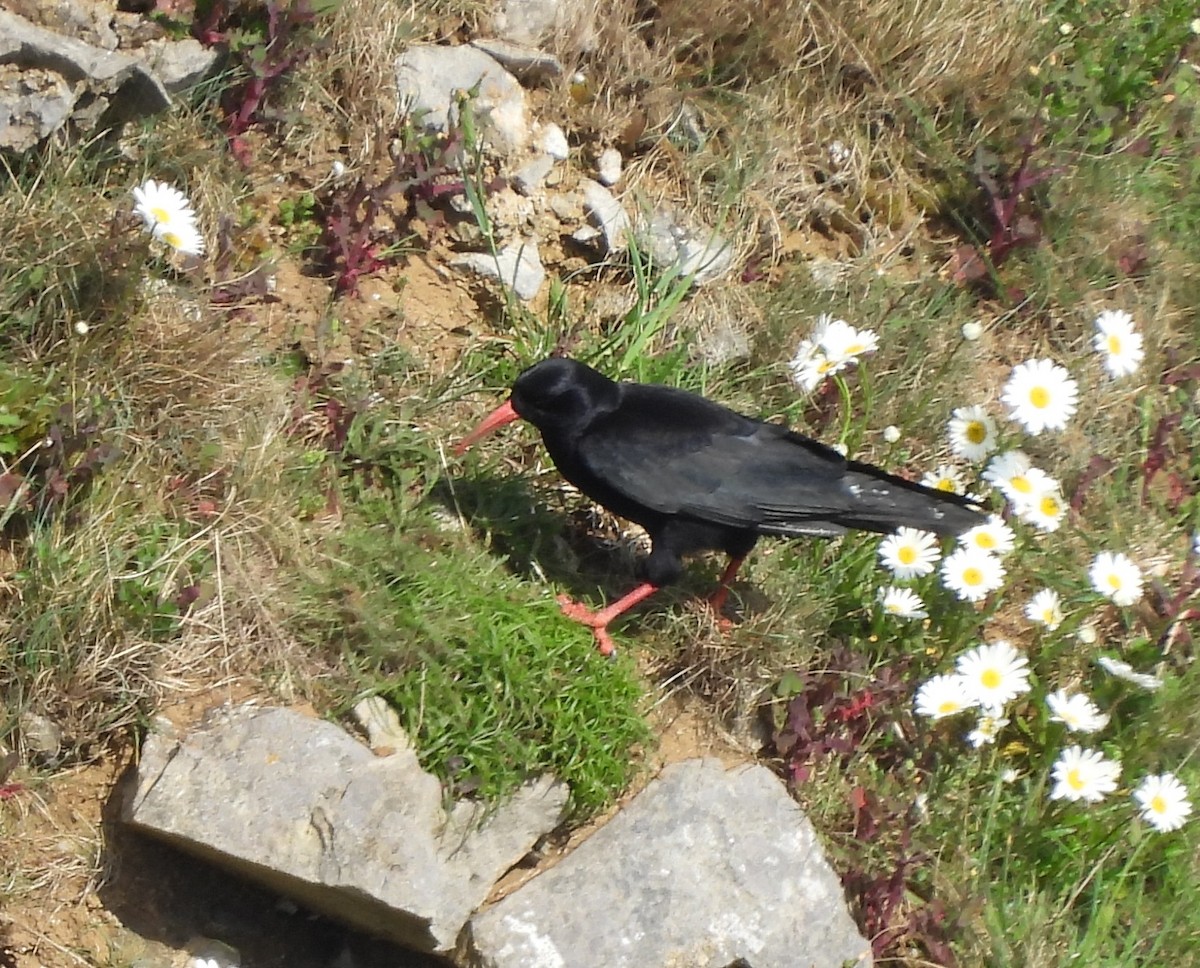 Red-billed Chough - Gerald Moore