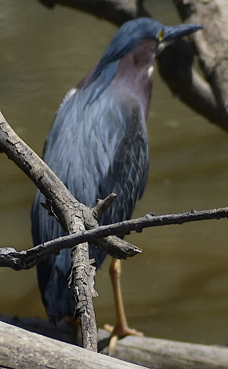 Green Heron - Dale Morrow