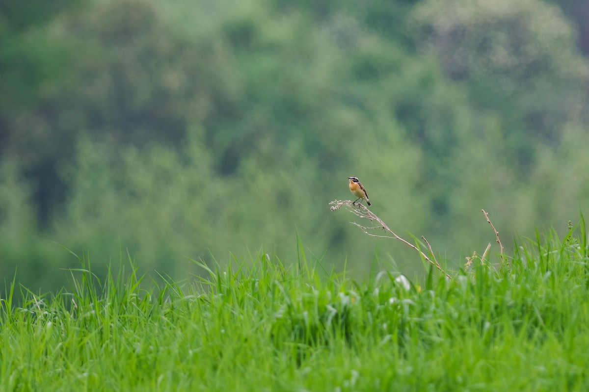 Whinchat - Benoit Gauthier