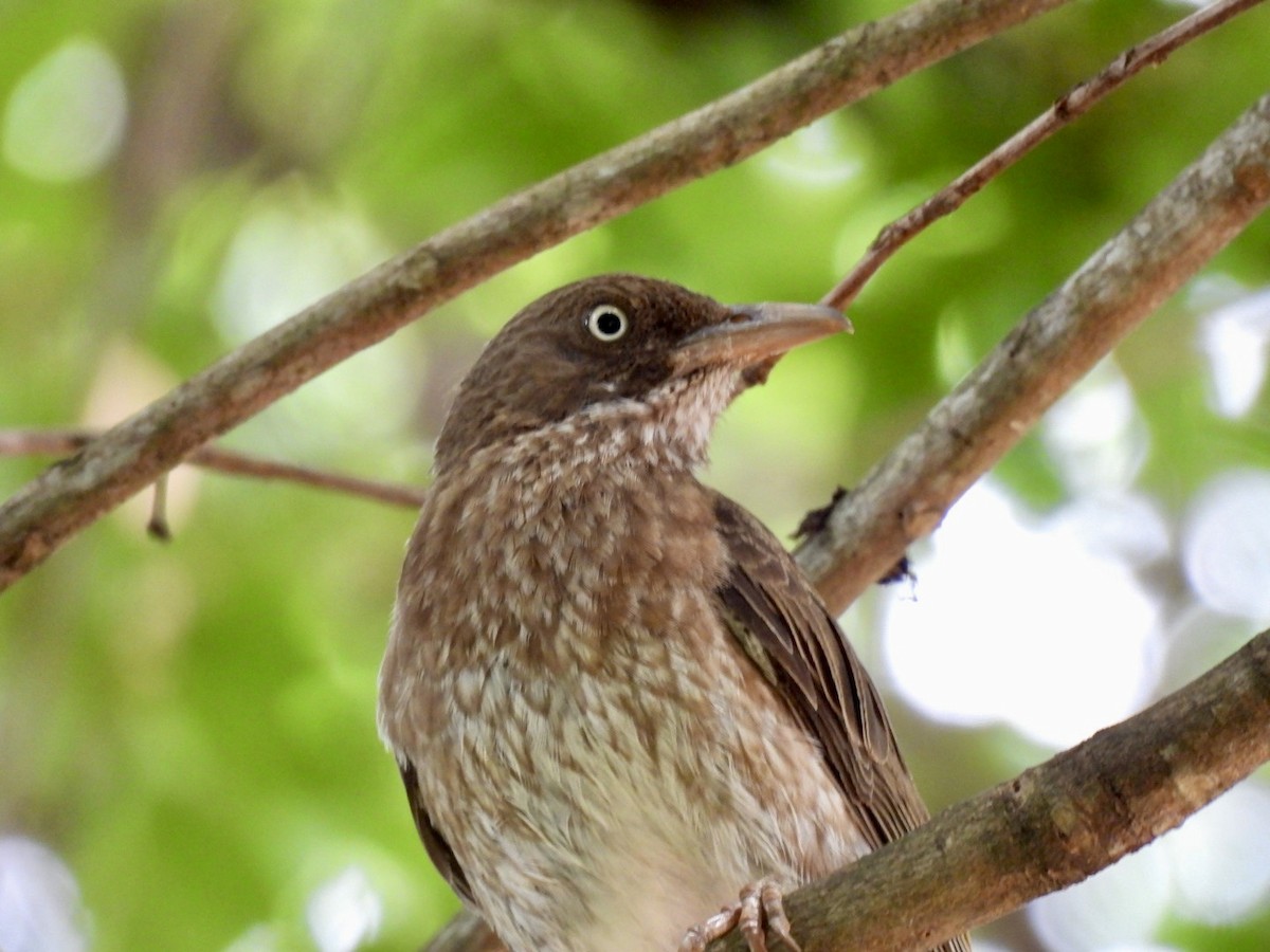 Pearly-eyed Thrasher - Eunice Benko @bahianaii