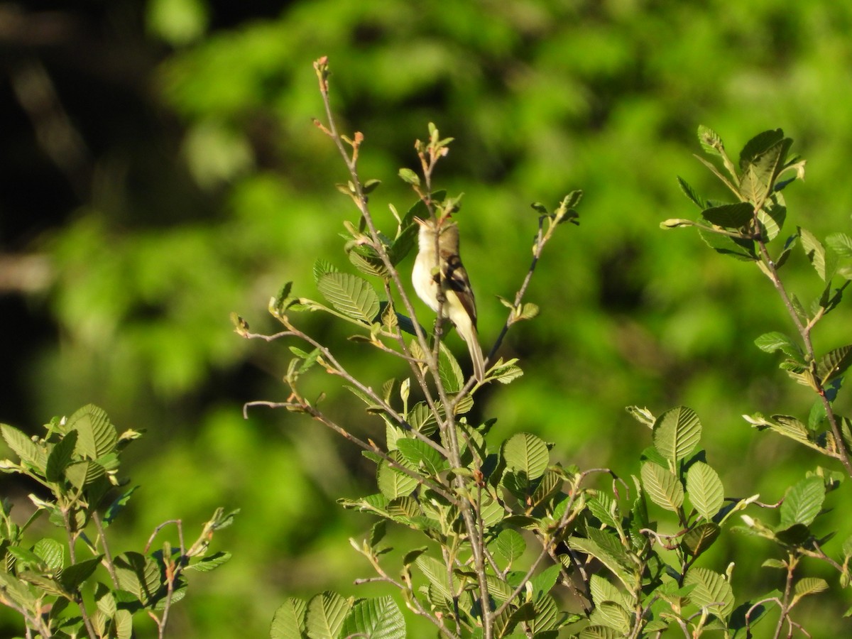 Alder Flycatcher - Jacob Rhodes