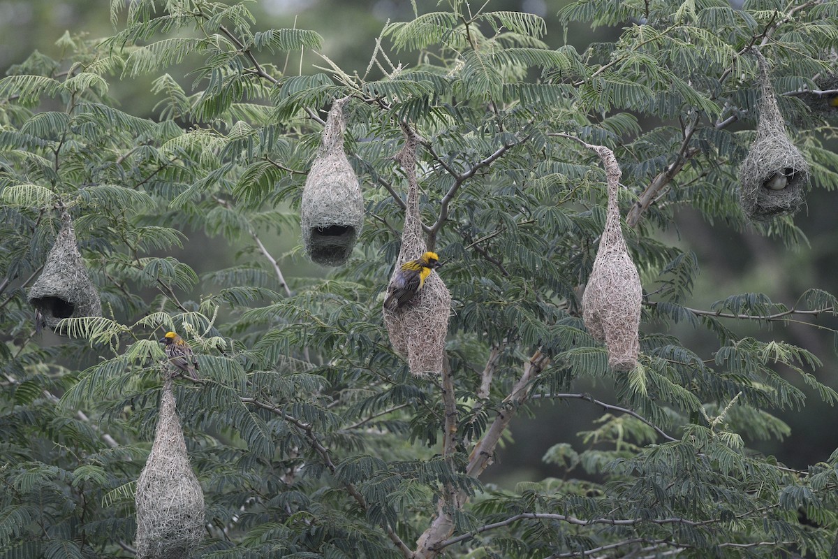 Baya Weaver - Debankur  Biswas