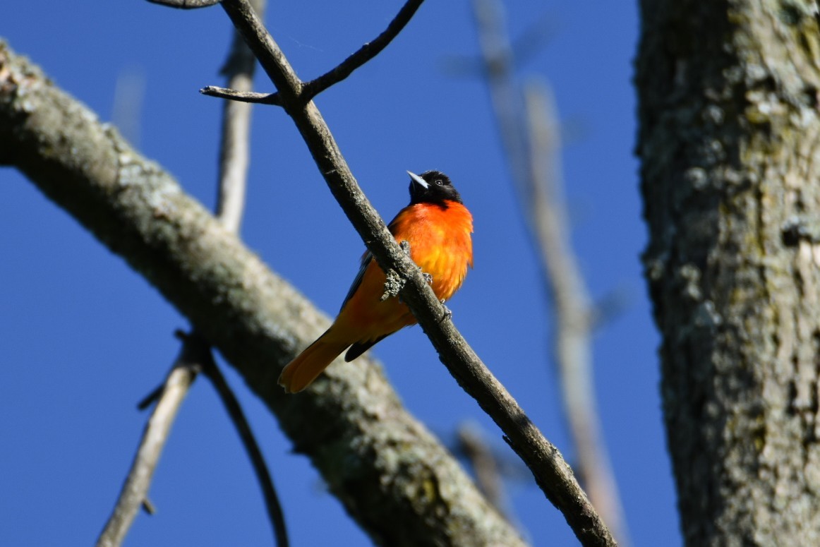 Baltimore Oriole - Anonymous