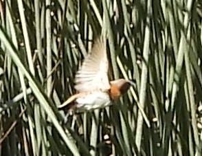 Chestnut-breasted Munia - Suzanne Foley