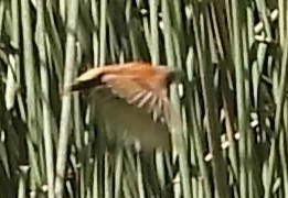 Chestnut-breasted Munia - Suzanne Foley