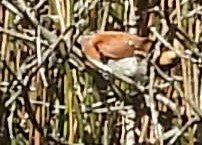 Chestnut-breasted Munia - Suzanne Foley