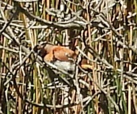 Chestnut-breasted Munia - Suzanne Foley