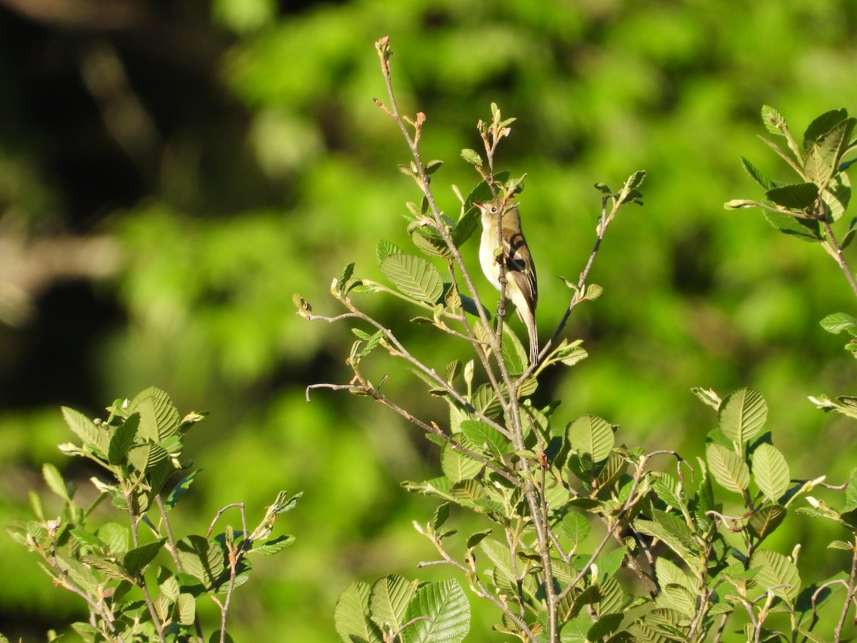 Alder Flycatcher - Jacob Rhodes