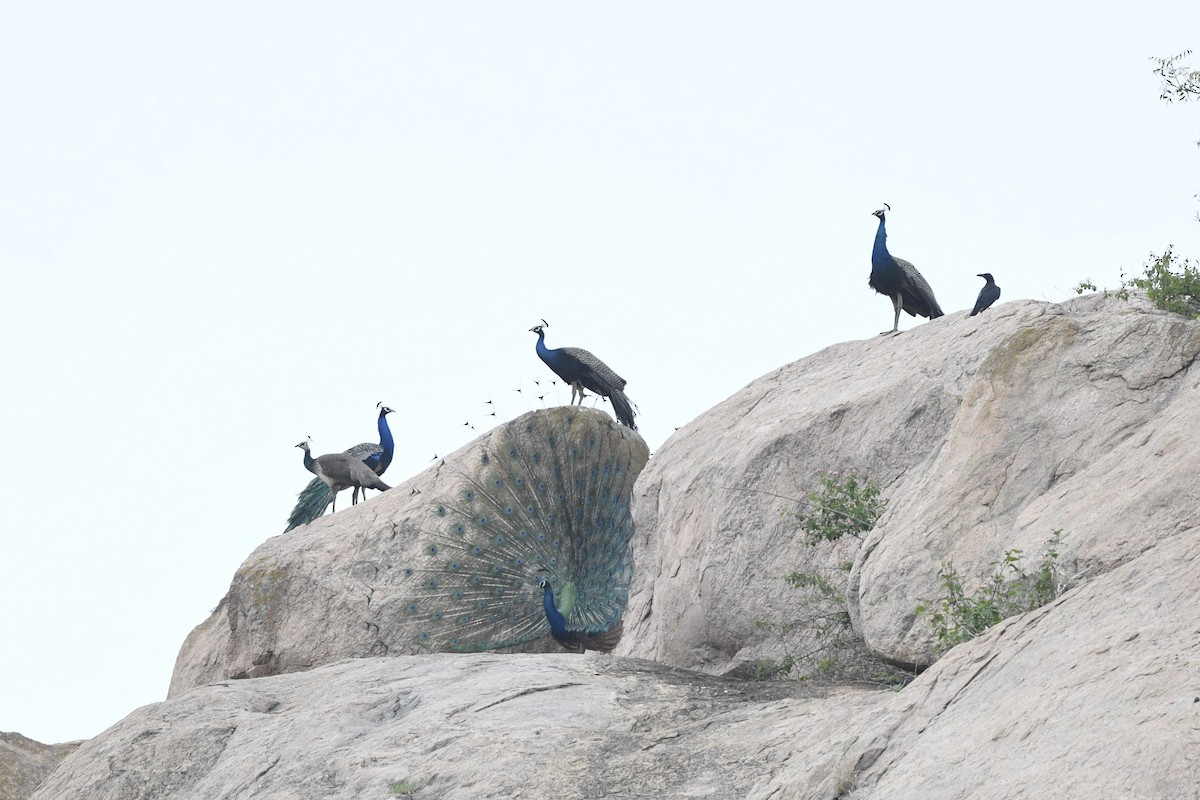 Indian Peafowl - ML619614186