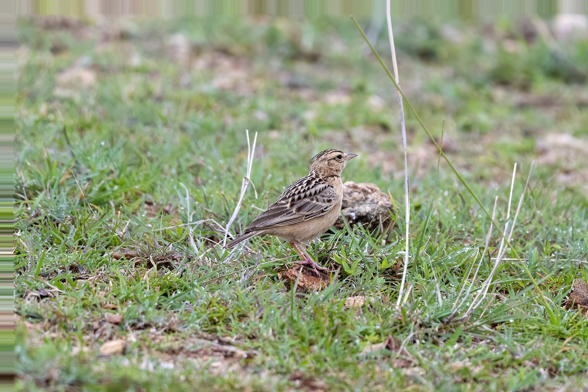 Tawny Lark - Debankur  Biswas