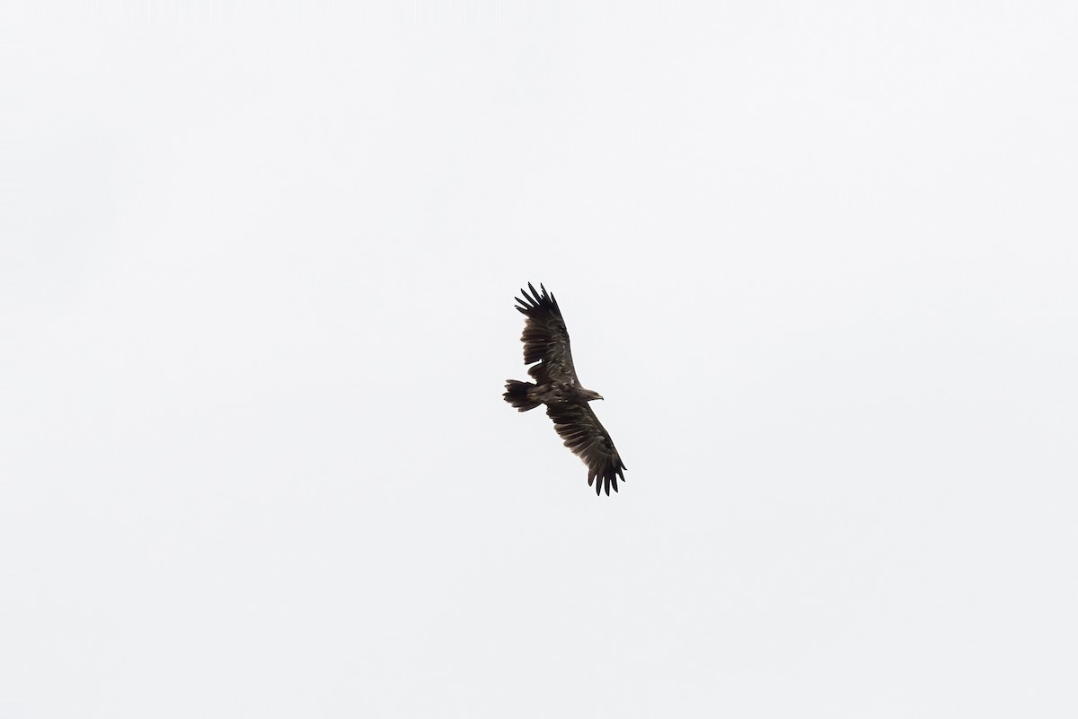 Tawny Eagle - Debankur  Biswas