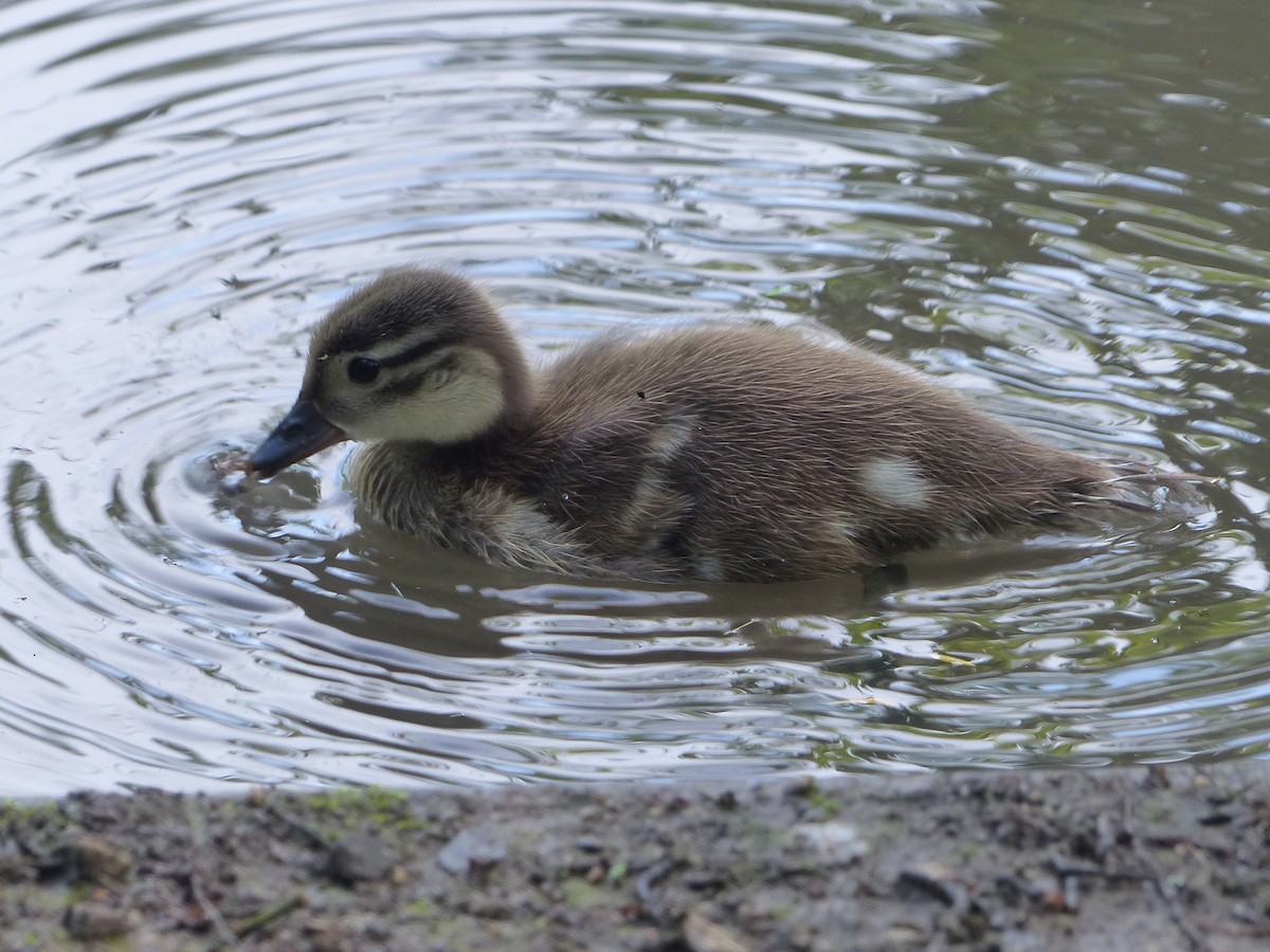 Mandarin Duck - ML619614199