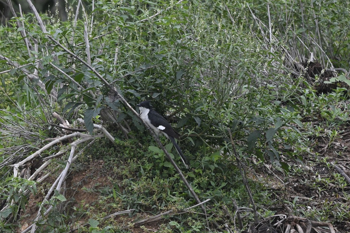 Pied Cuckoo - Debankur  Biswas