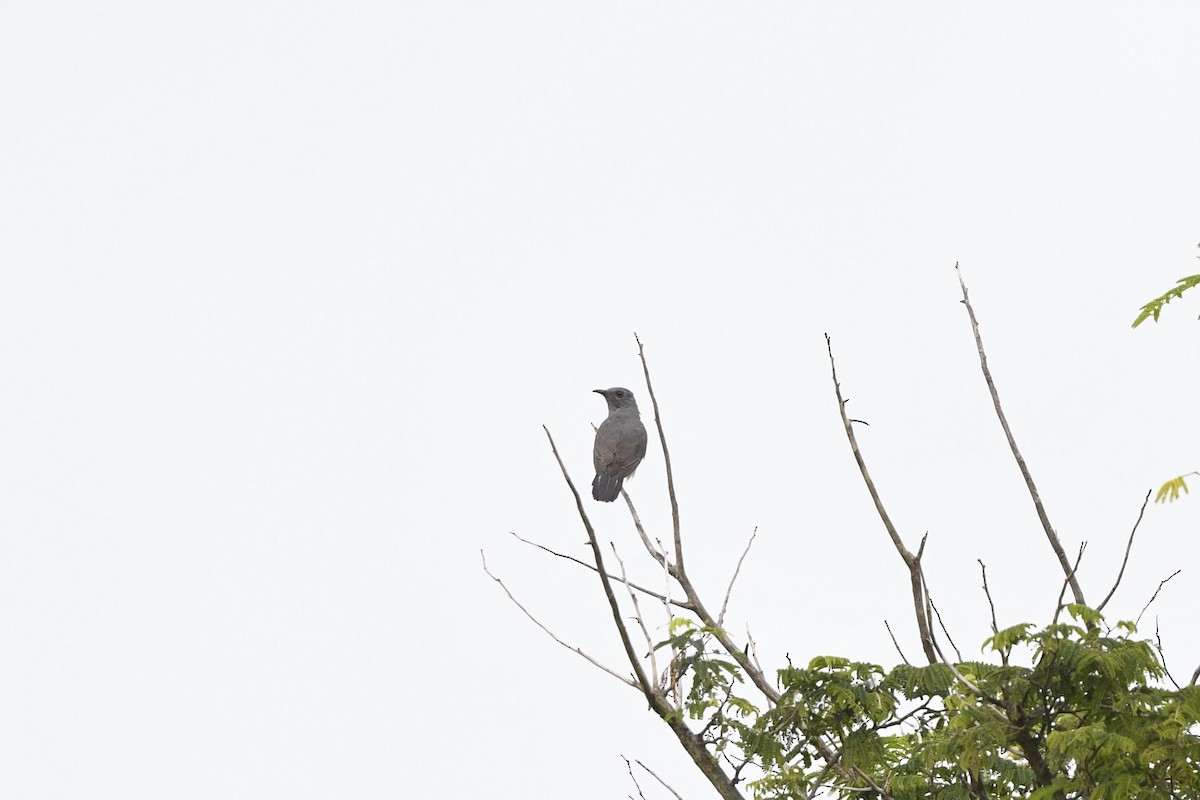 Gray-bellied Cuckoo - Debankur  Biswas