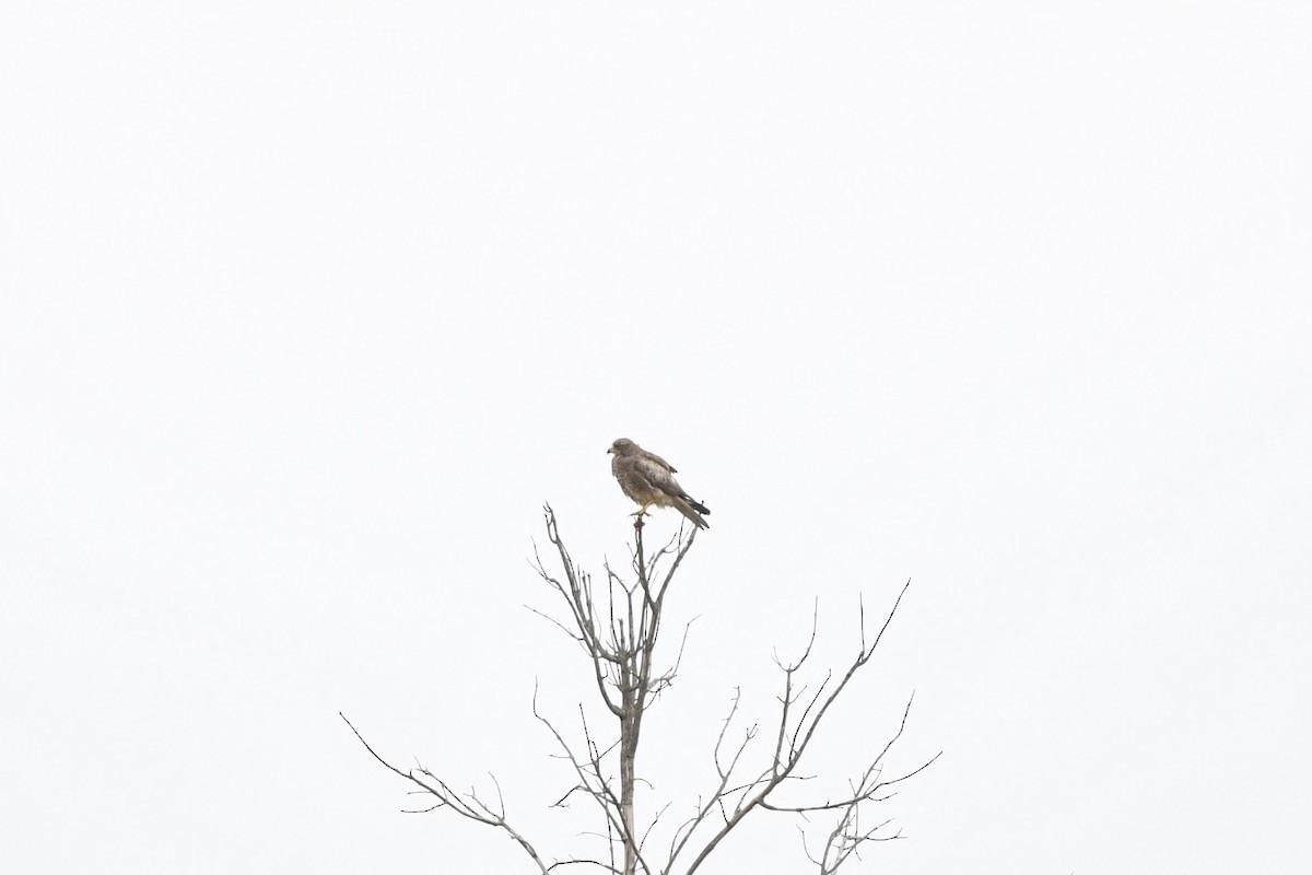 White-eyed Buzzard - Debankur  Biswas