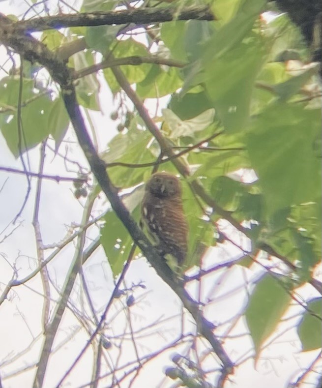 Asian Barred Owlet - ML619614206