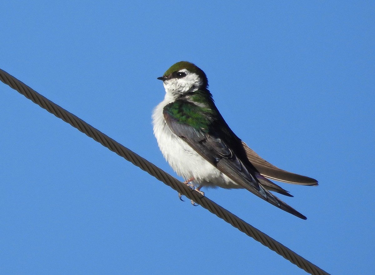 Violet-green Swallow - Tresa Moulton