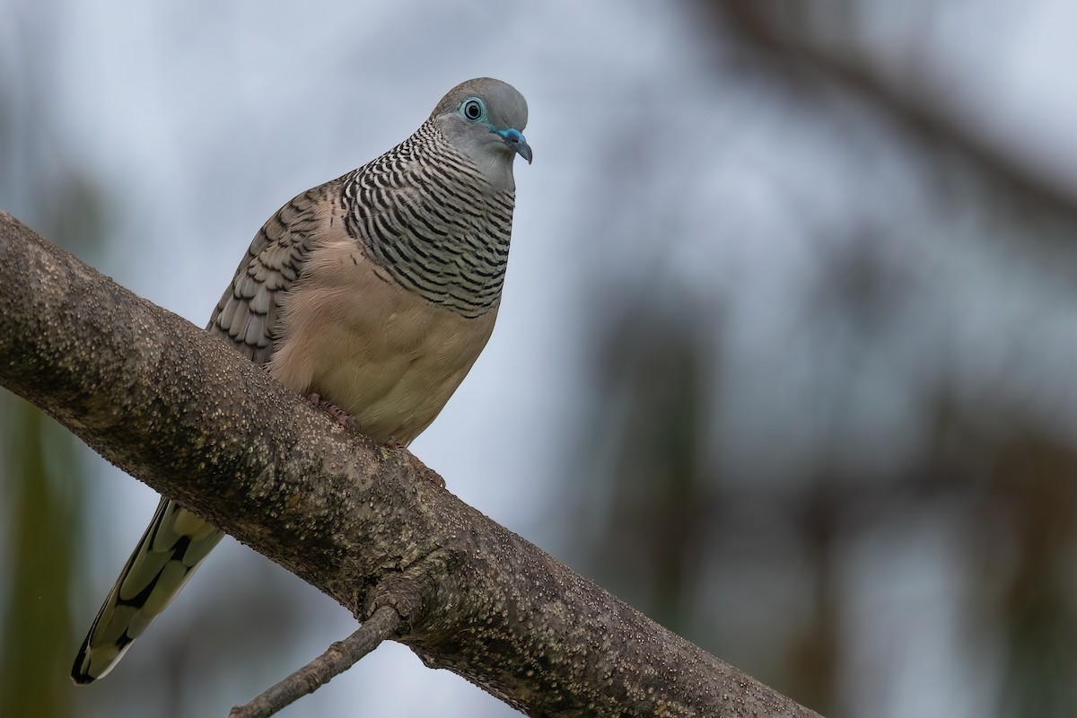 Peaceful Dove - Jaap Velden