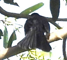 Gray Fantail - Suzanne Foley