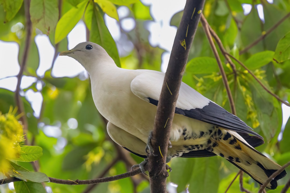 Torresian Imperial-Pigeon - Jaap Velden