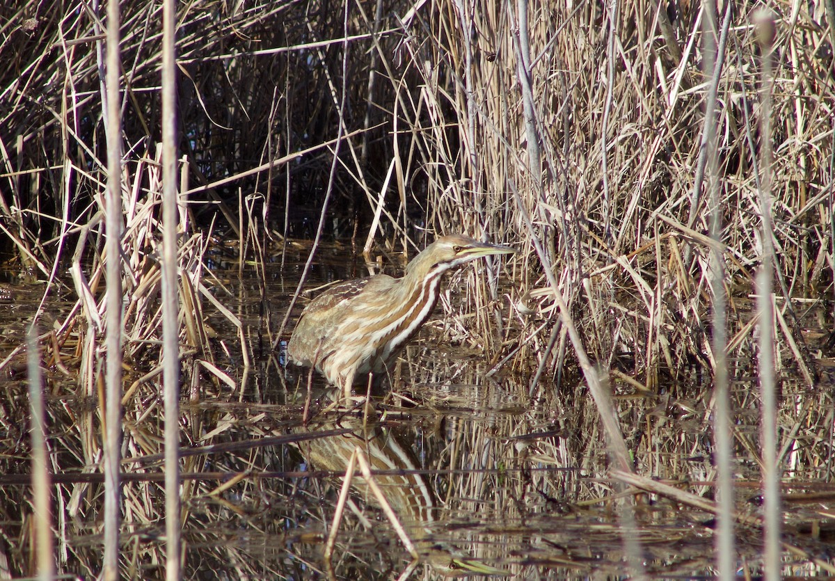 American Bittern - Celyn Jones