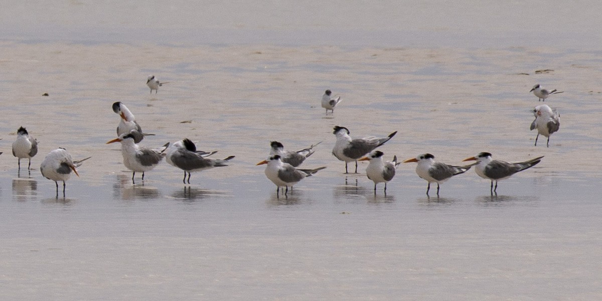 rybák oranžovozobý - ML619614220