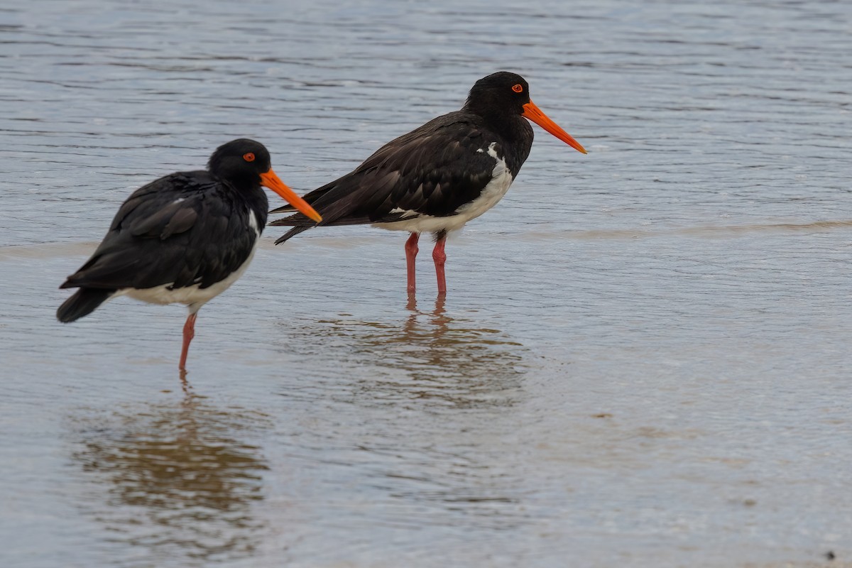 Pied Oystercatcher - Jaap Velden