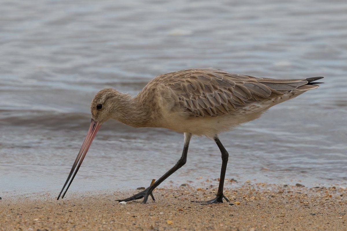 Bar-tailed Godwit - Jaap Velden