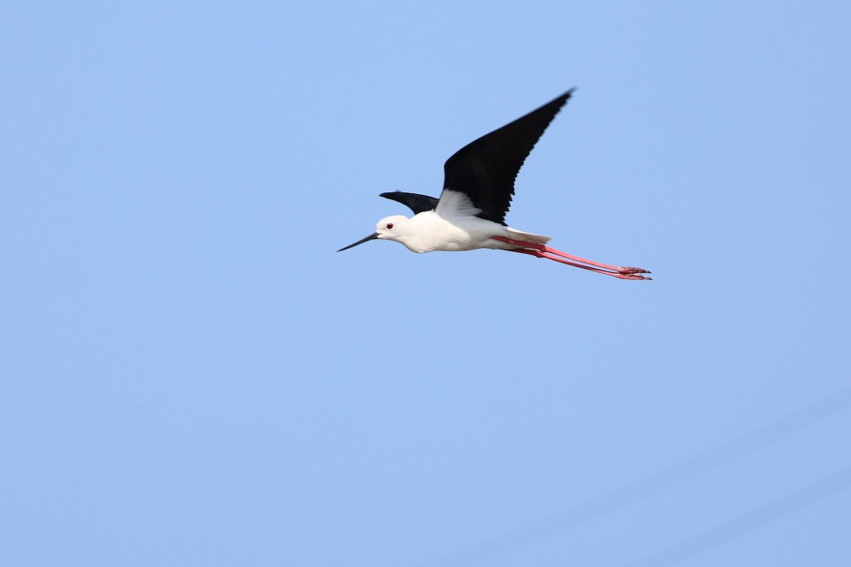 Black-winged Stilt - Jian-Long(建龍) WU(吳)