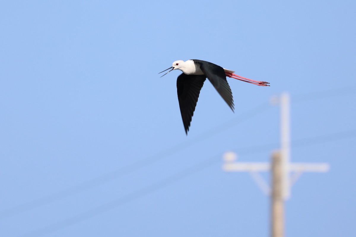 Black-winged Stilt - Jian-Long(建龍) WU(吳)