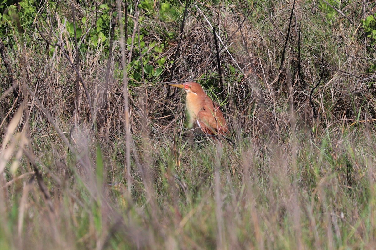 Cinnamon Bittern - ML619614237