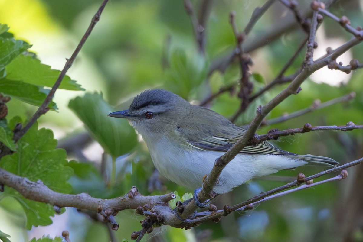 rødøyevireo - ML619614238