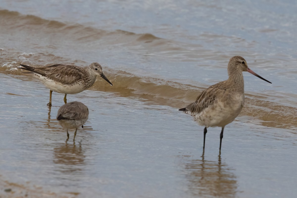 Great Knot - Jaap Velden