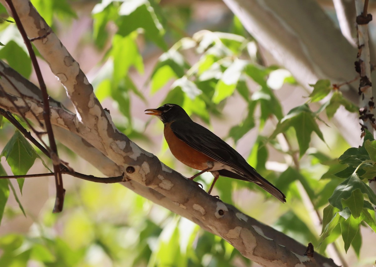 American Robin - Javier Cruz Nieto