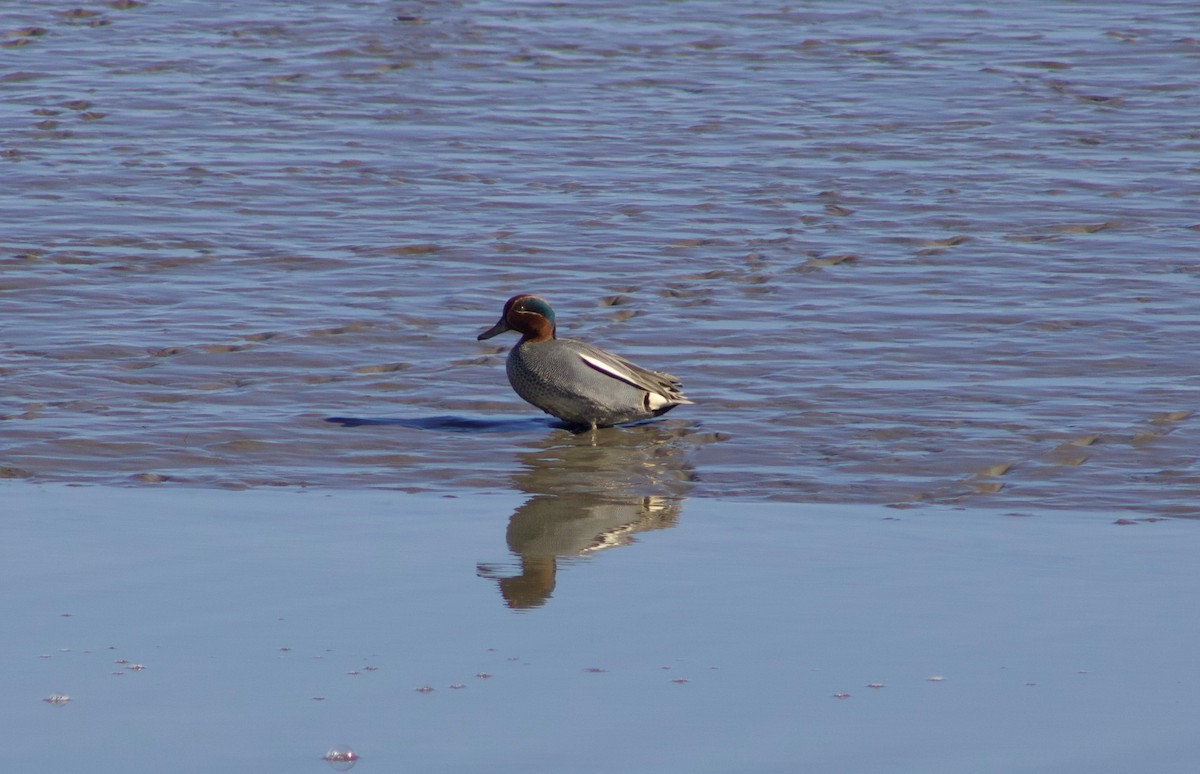 Green-winged Teal (Eurasian) - Celyn Jones