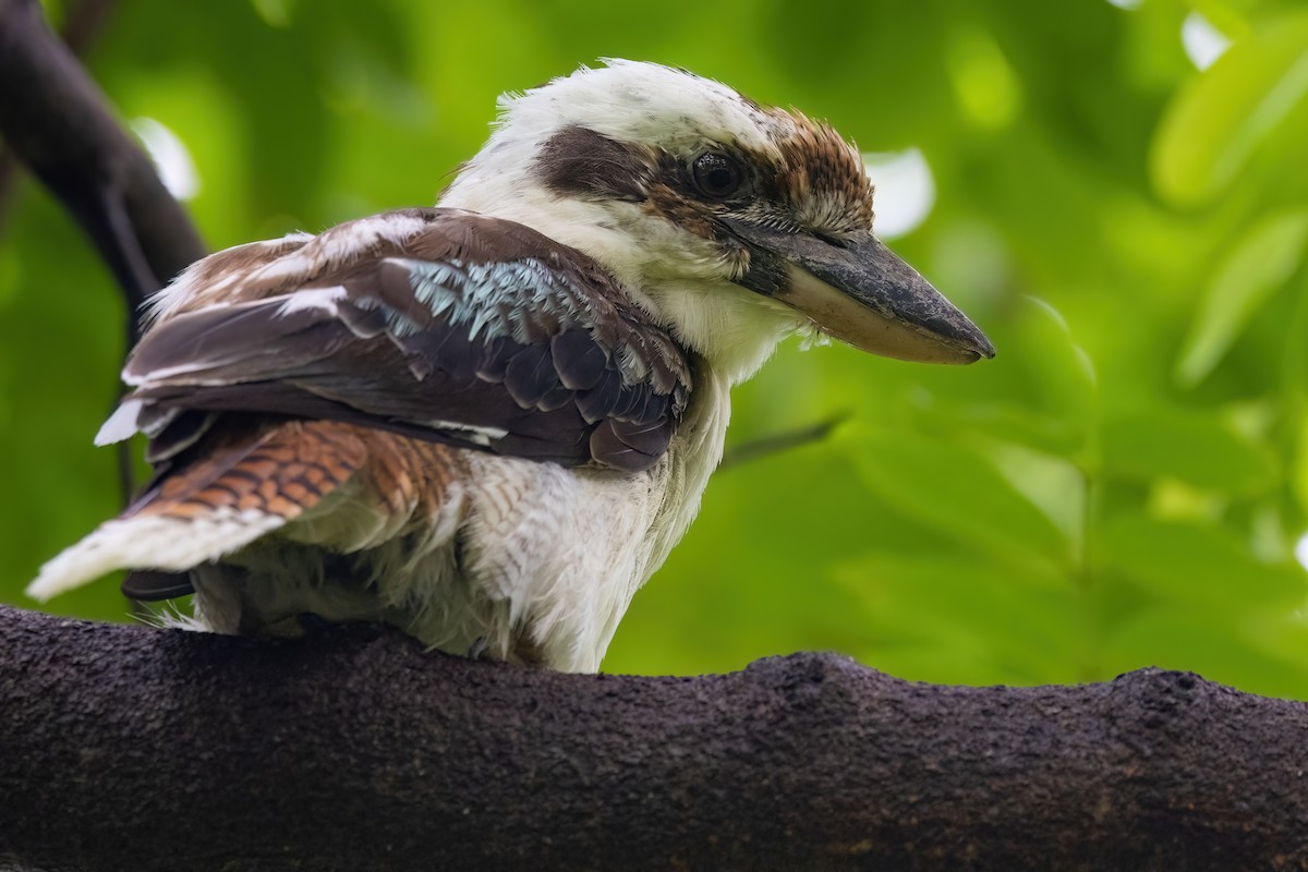 Laughing Kookaburra - Jaap Velden