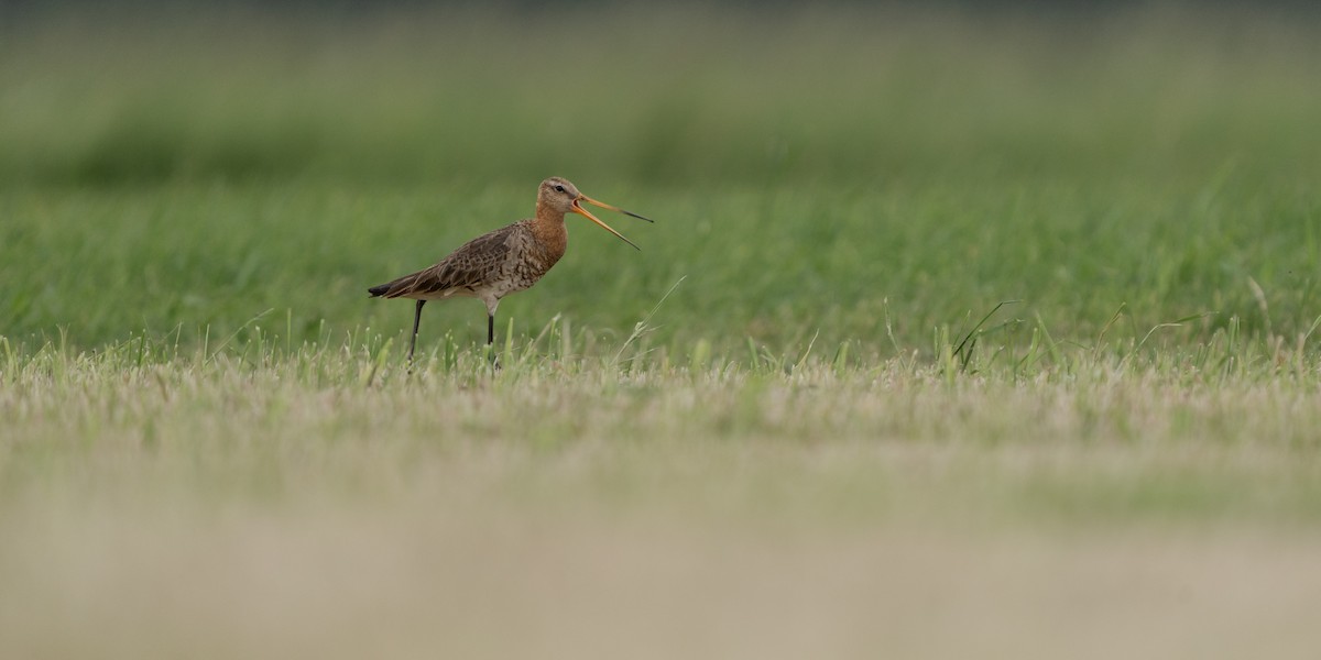 Black-tailed Godwit - Franek  Owczarek