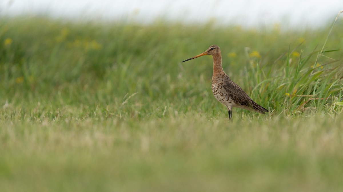 Black-tailed Godwit - Franek  Owczarek