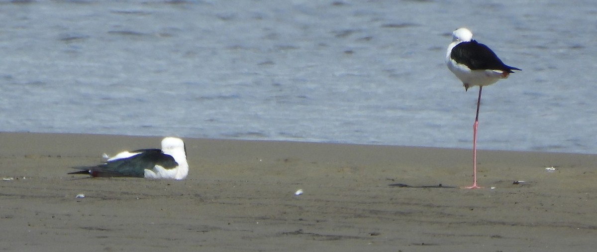 Pied Stilt - ML619614262