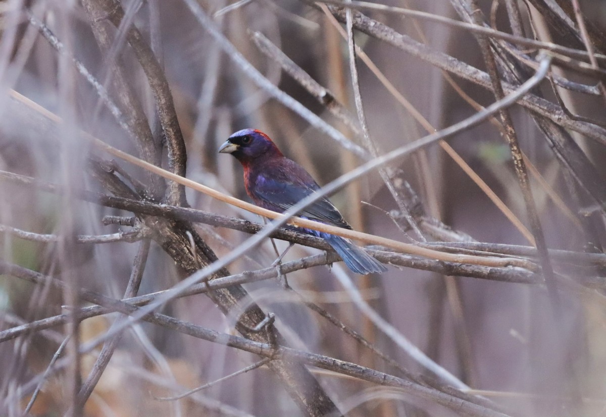 Varied Bunting - Javier Cruz Nieto