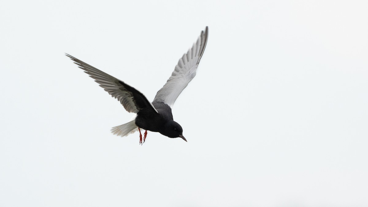 White-winged Tern - ML619614268