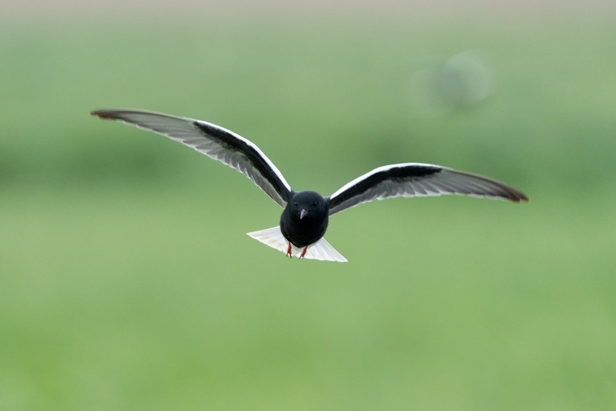 White-winged Tern - ML619614269