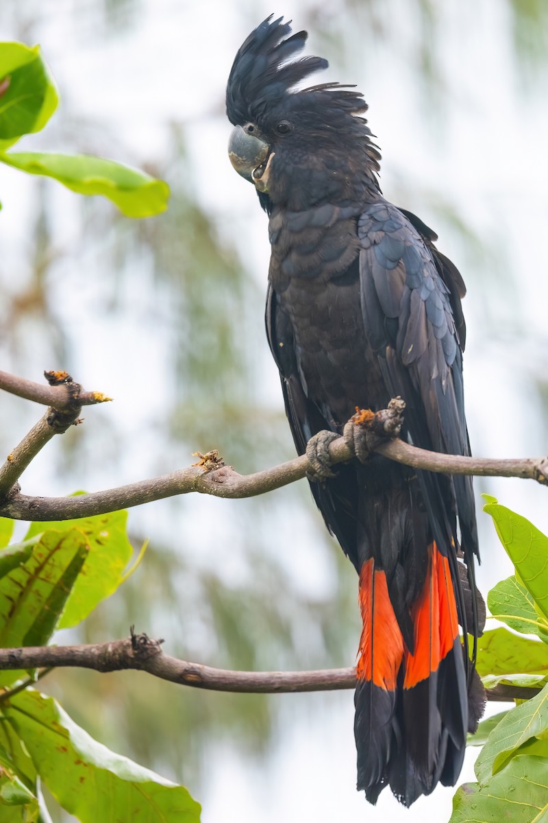 Red-tailed Black-Cockatoo - Jaap Velden