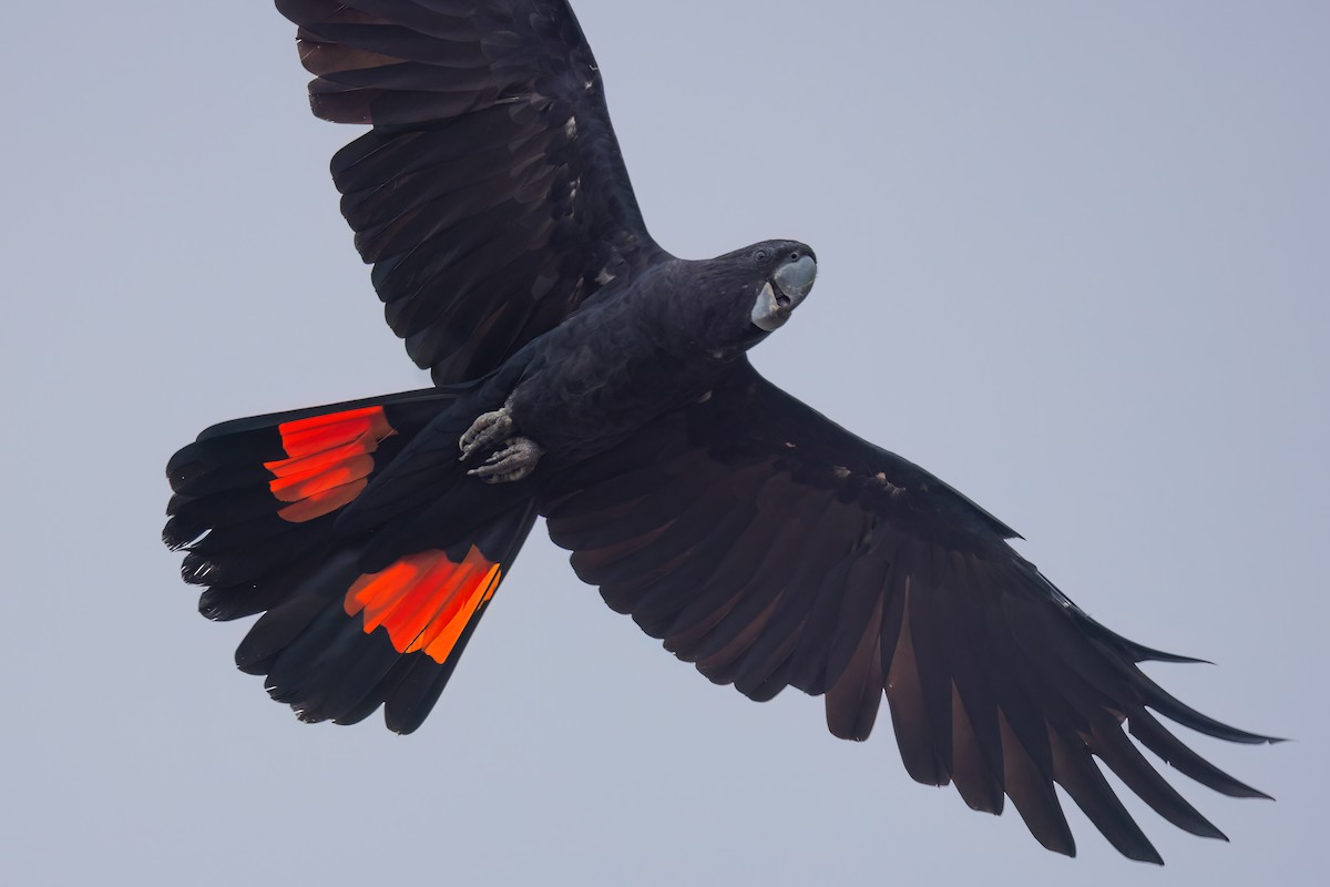 Red-tailed Black-Cockatoo - Jaap Velden