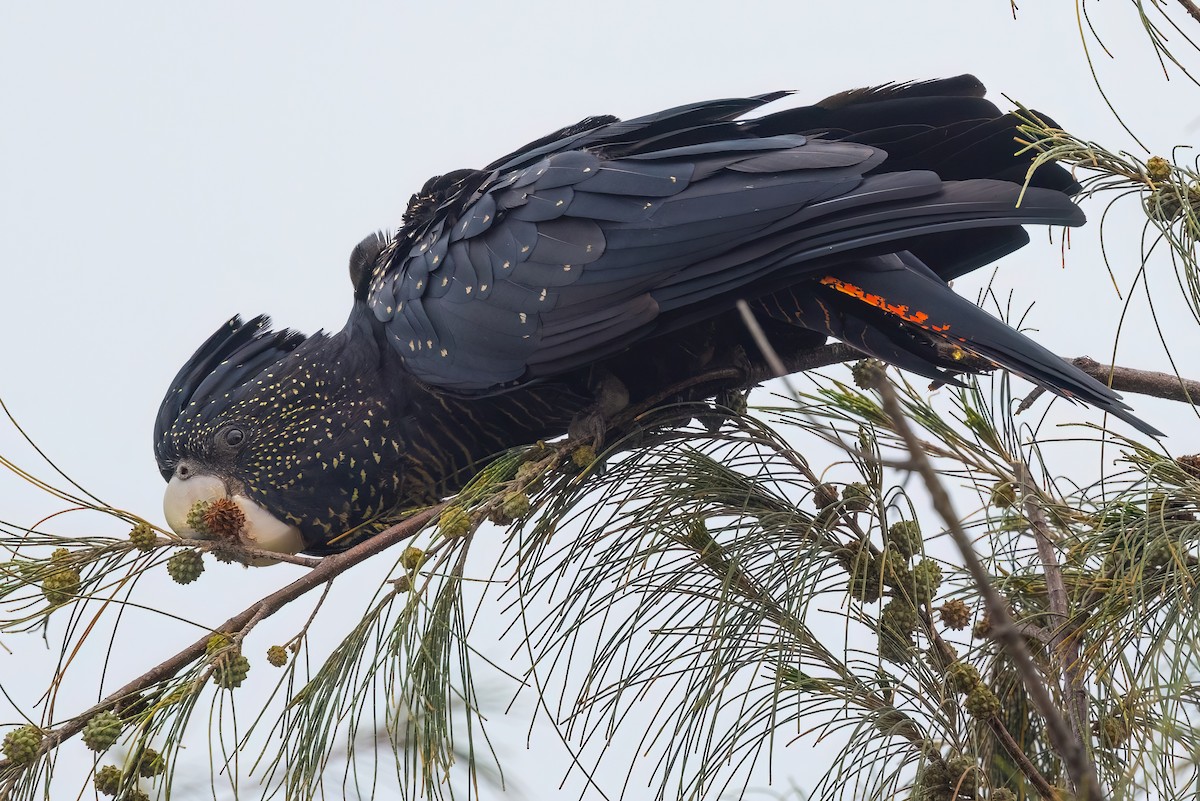 Red-tailed Black-Cockatoo - Jaap Velden