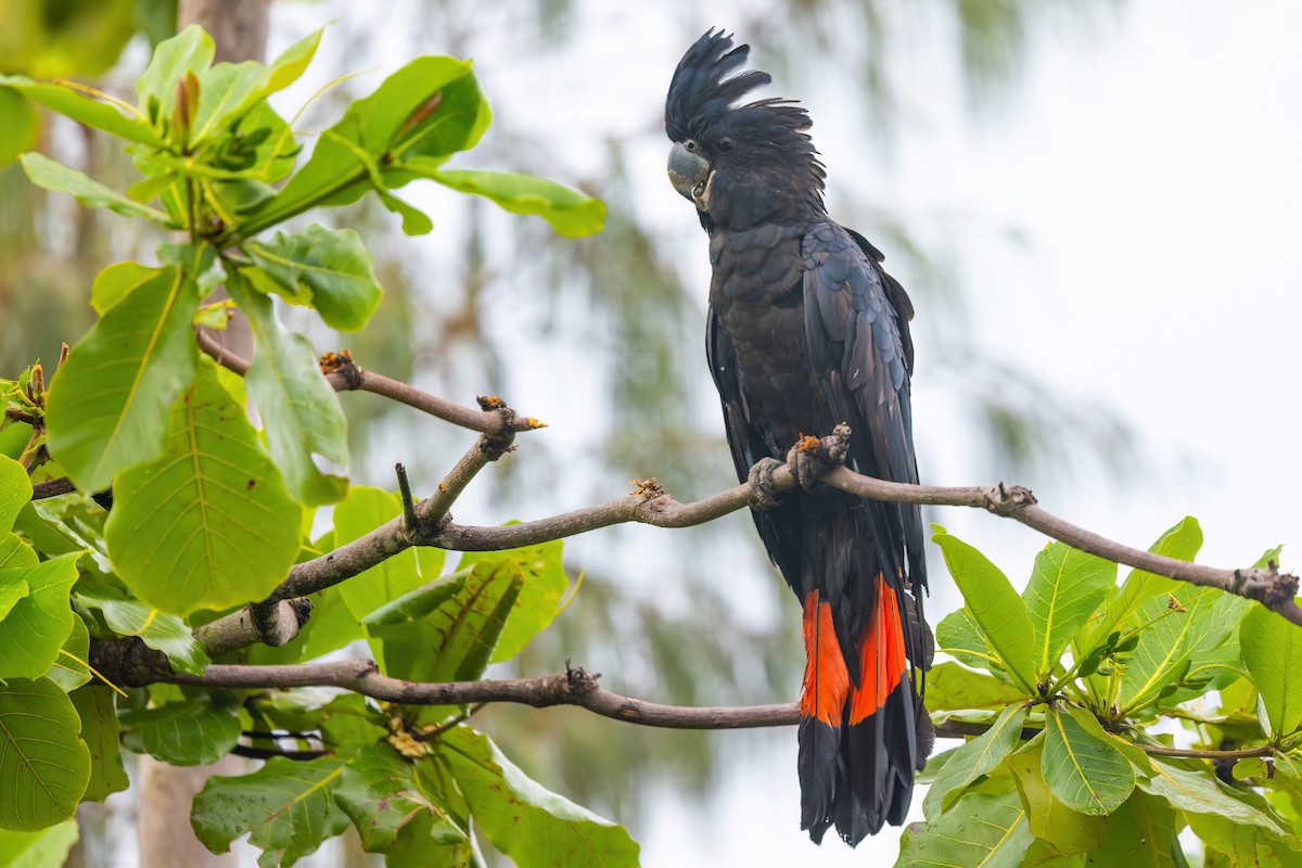 Red-tailed Black-Cockatoo - Jaap Velden