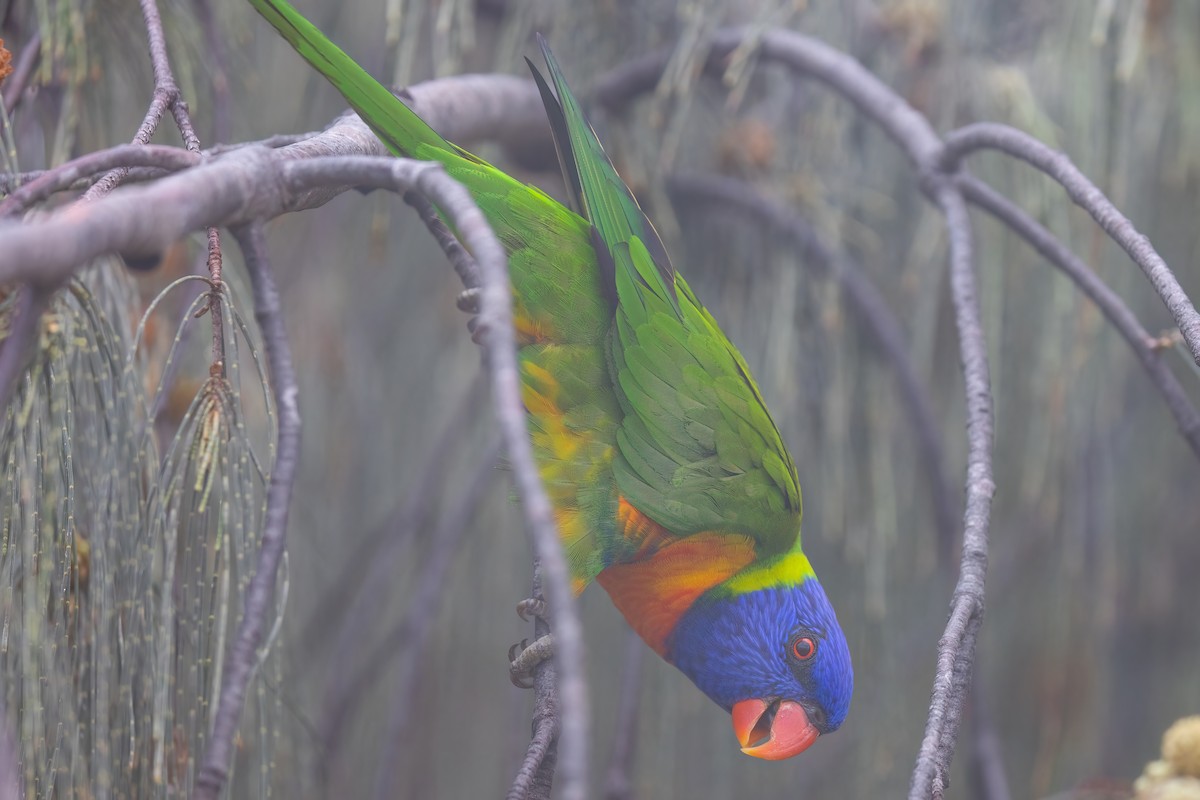 Rainbow Lorikeet - Jaap Velden