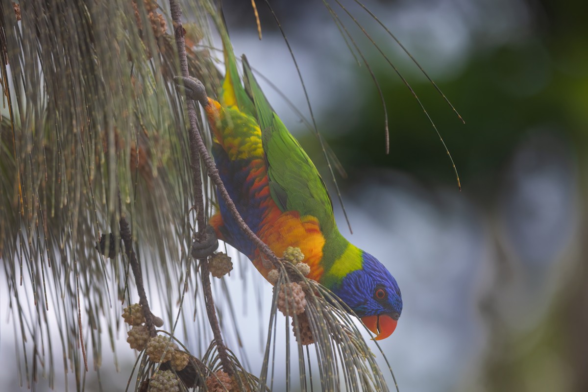 Rainbow Lorikeet - Jaap Velden