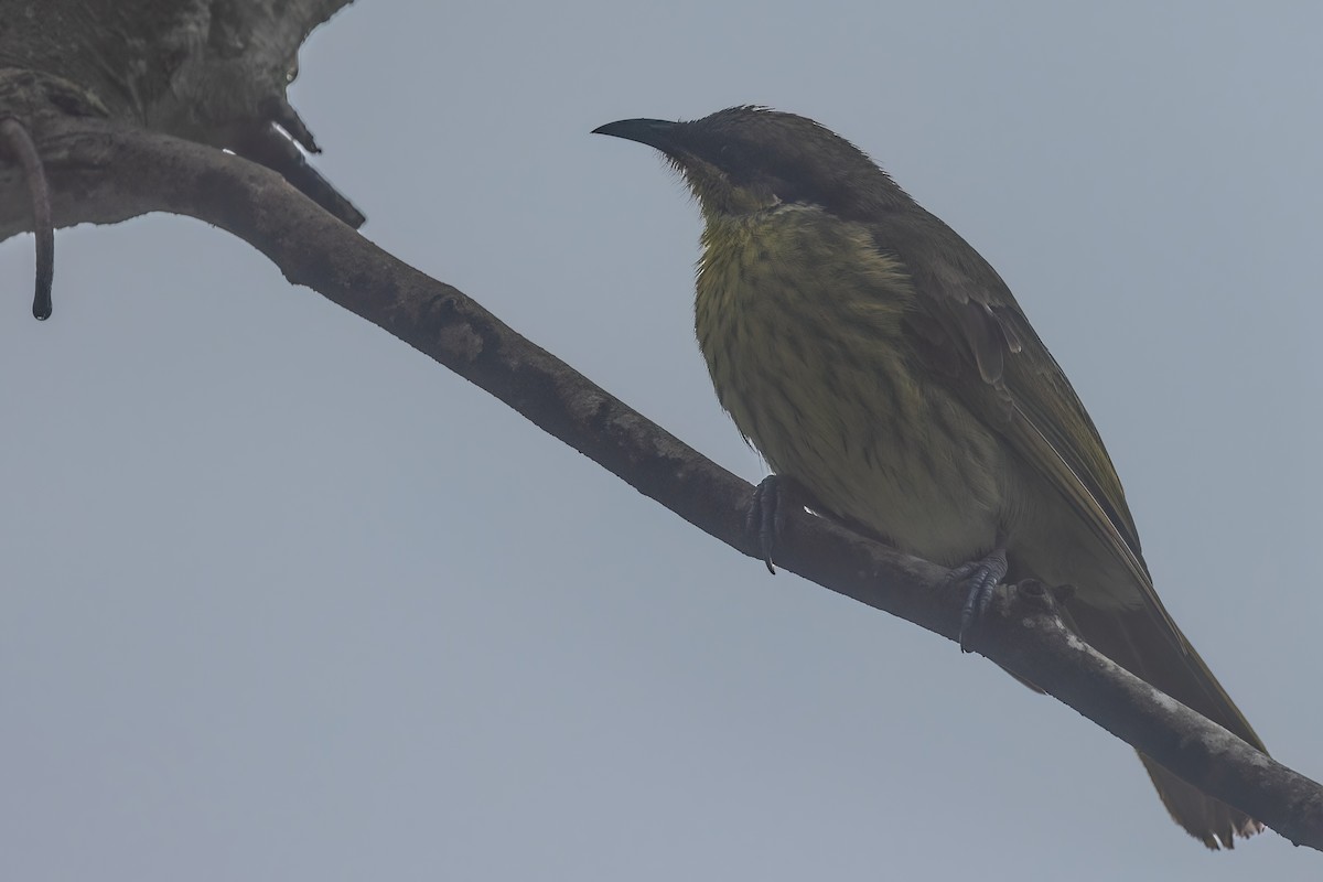 Varied Honeyeater - ML619614284